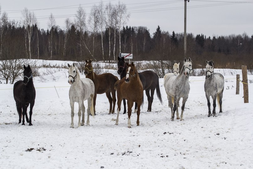 Парк Рождественно
